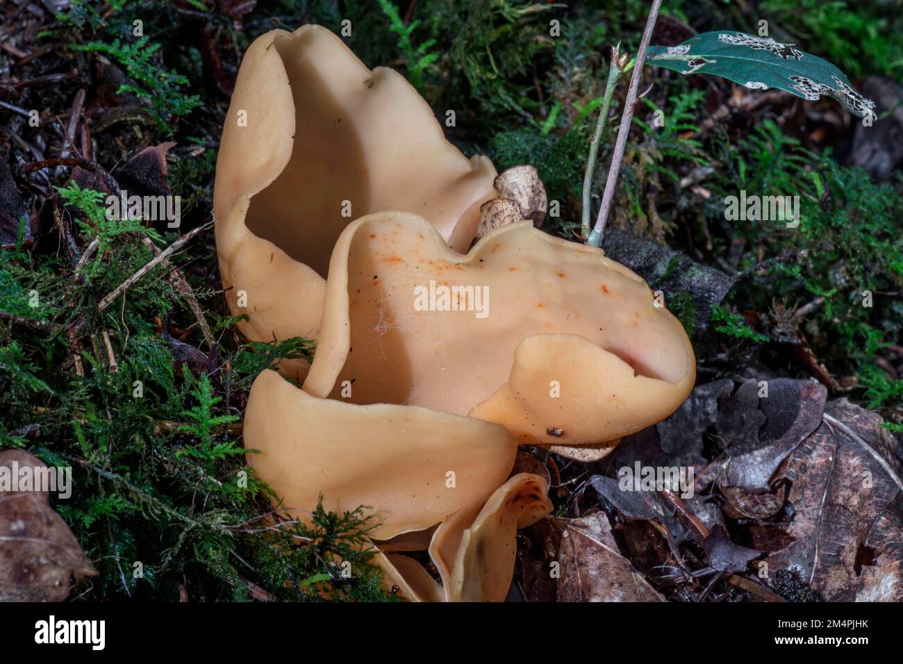 Hare's ear (Otidea onotica), cup mushroom, edible, Baden-Wuerttemberg, Germany Stock Photo