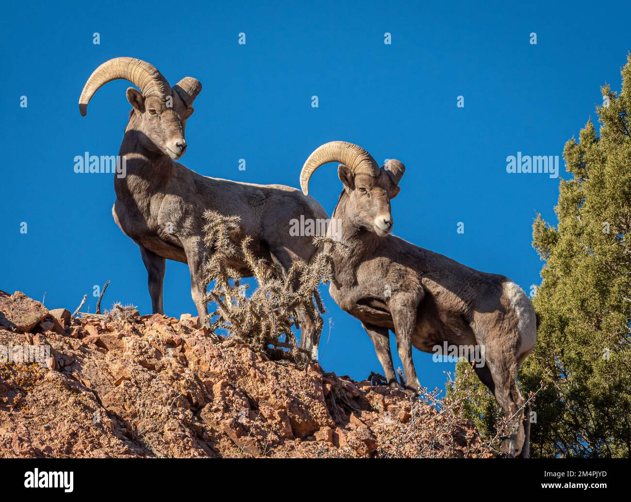 Two Bighorn Rams stand safely and stately on top of a rugged canyon ...