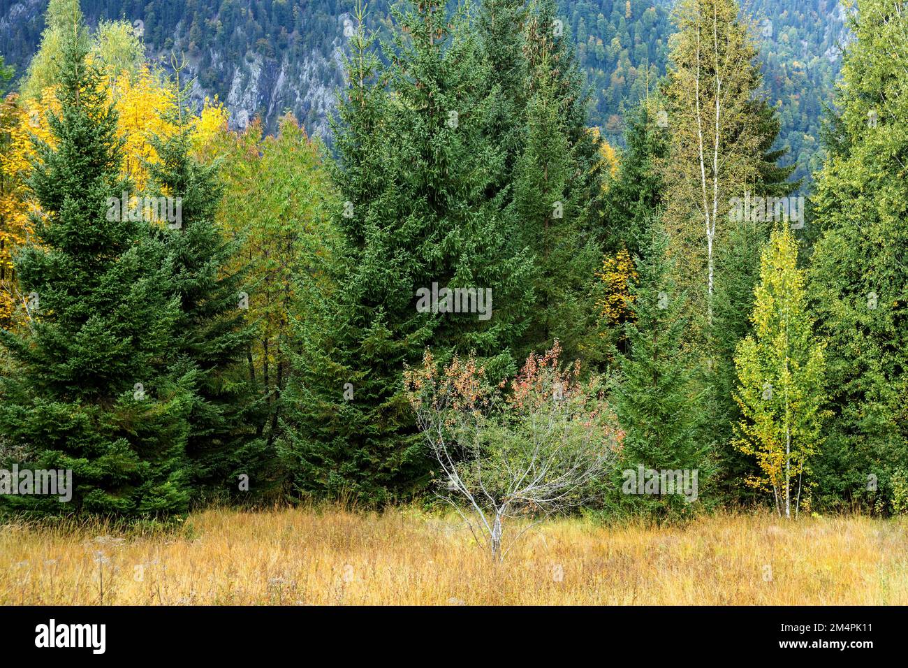 Autumn forest near Oberstdorf, Oberallgaeu, Allgaeu, Bavaria, Germany ...