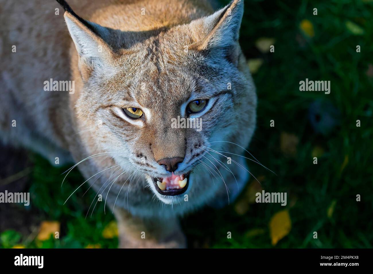Eurasian lynx (Lynx lynx) young hisses, animal young, animal portrait, captive, Germany Stock Photo
