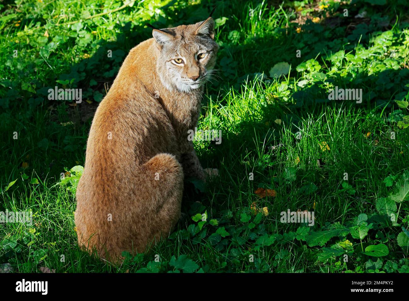 Eurasian lynx (Lynx lynx), captive, Germany Stock Photo
