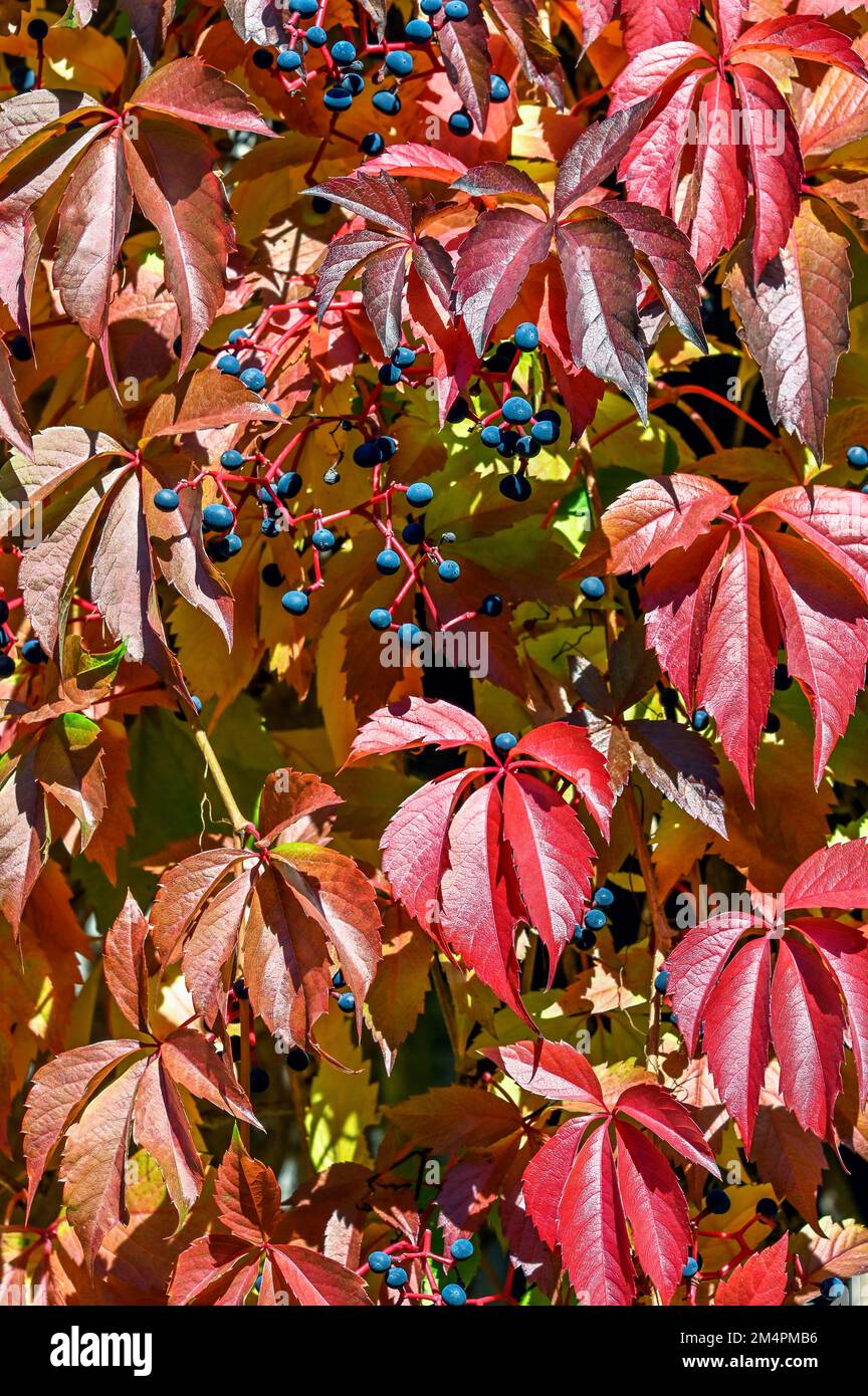 Overgrowth of vines, virginia creeper (Parthenocissus quinquefolia