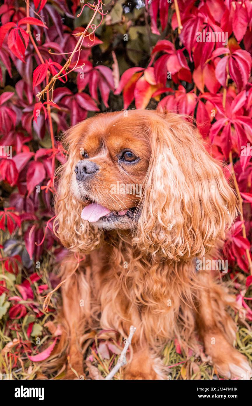 A Cavalier King Charles Spaniel dog with brown fur (Ruby) sitting in front of a self-climbing virginia creeper (Parthenocissus quinquefolia) in Stock Photo