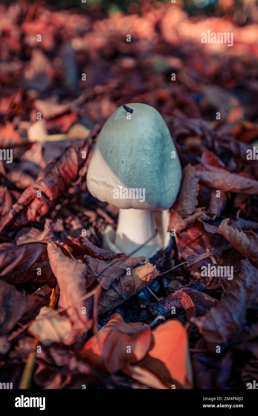 A young tuberous-leaved mushroom (Amanita verna) growing through the ground covered with foliage in the forest, Hannover, Lower Saxony, Germany Stock Photo