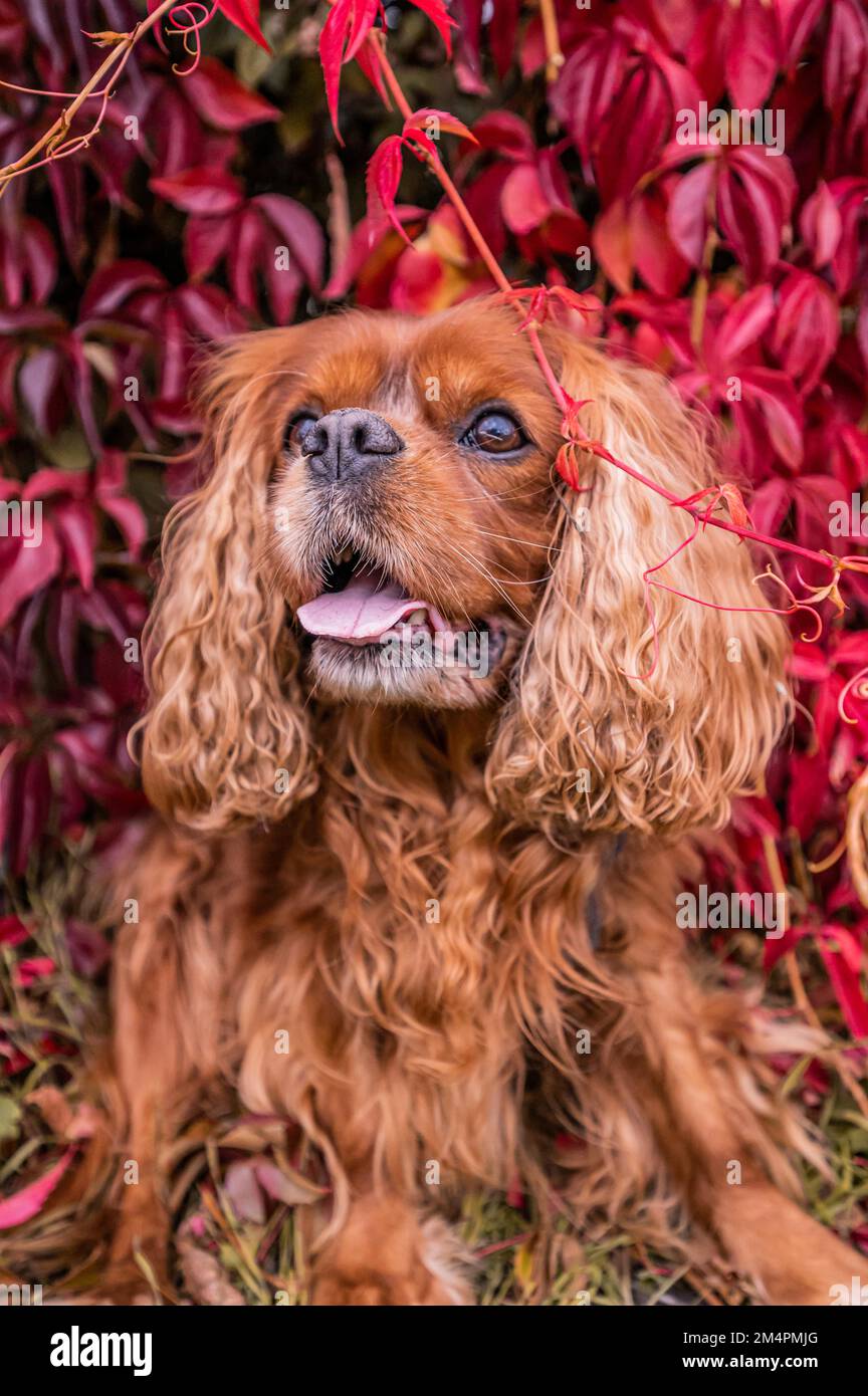 A Cavalier King Charles Spaniel dog with brown fur (Ruby) sitting in front of a self-climbing virginia creeper (Parthenocissus quinquefolia) in Stock Photo