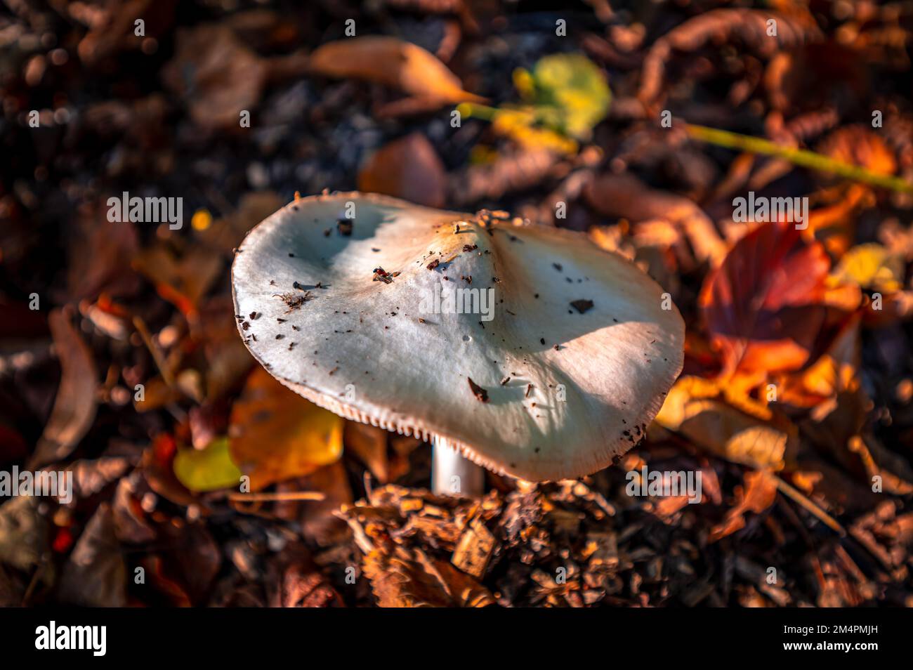 The spring tuber leaf fungus (Amanita verna) grows through the leaf-covered ground in the forest, Hanover, Lower Saxony, Germany Stock Photo