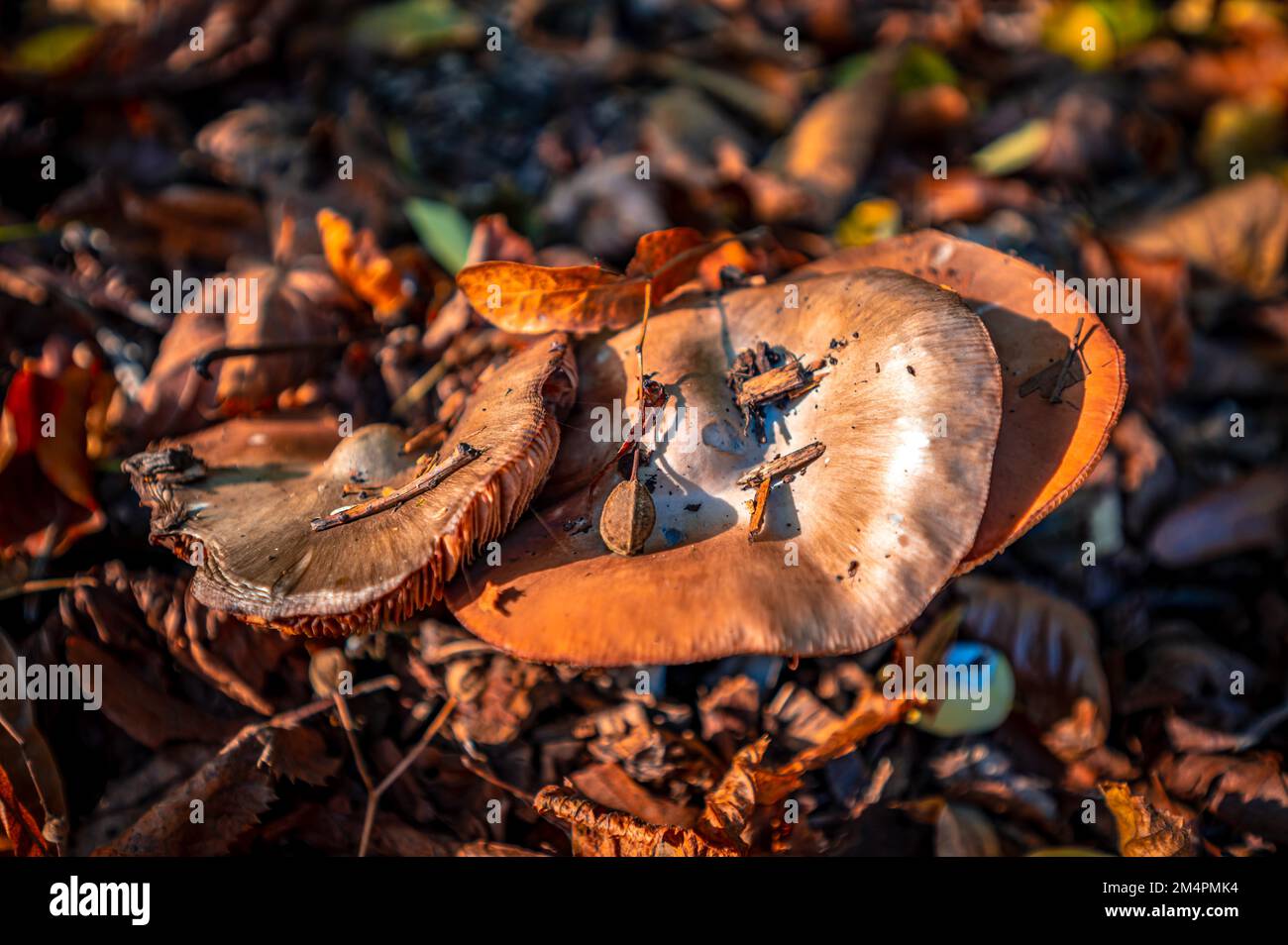Three spring tuberousleaved mushrooms (Amanita verna) growing through