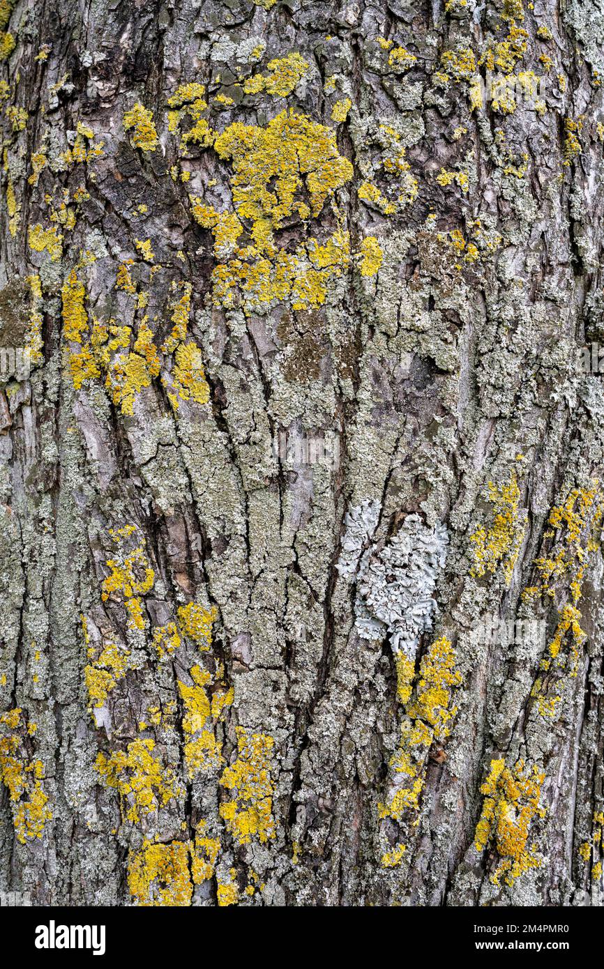 Moss lichens on a tree bark, Baden-Wuerttemberg, Germany Stock Photo