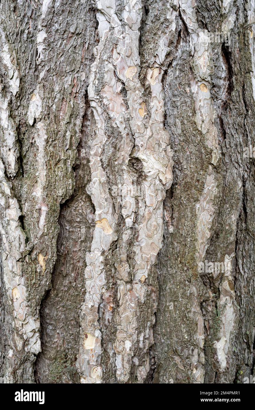 Bark of a spruce (Pinaceae), Baden-Wuerttemberg, Germany Stock Photo