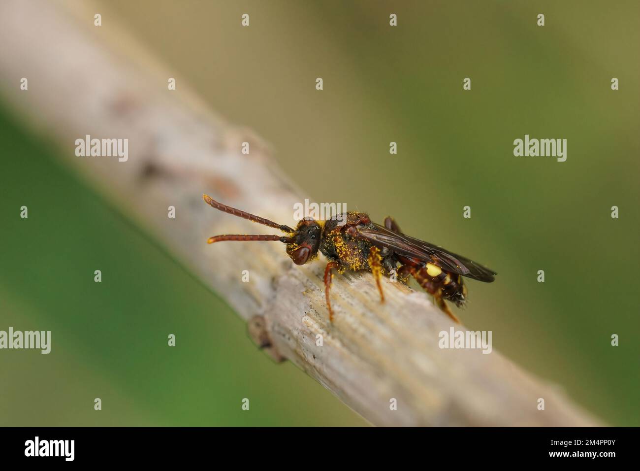 Natural closeup on a small female Panzer's Nomad bee, Nomada panzeri , sitting on a twig against a green background Stock Photo