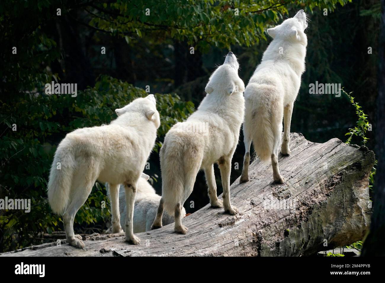 Arctic Wolf (Canis Lupus Arctos), Pack Behaviour, Captive Stock Photo