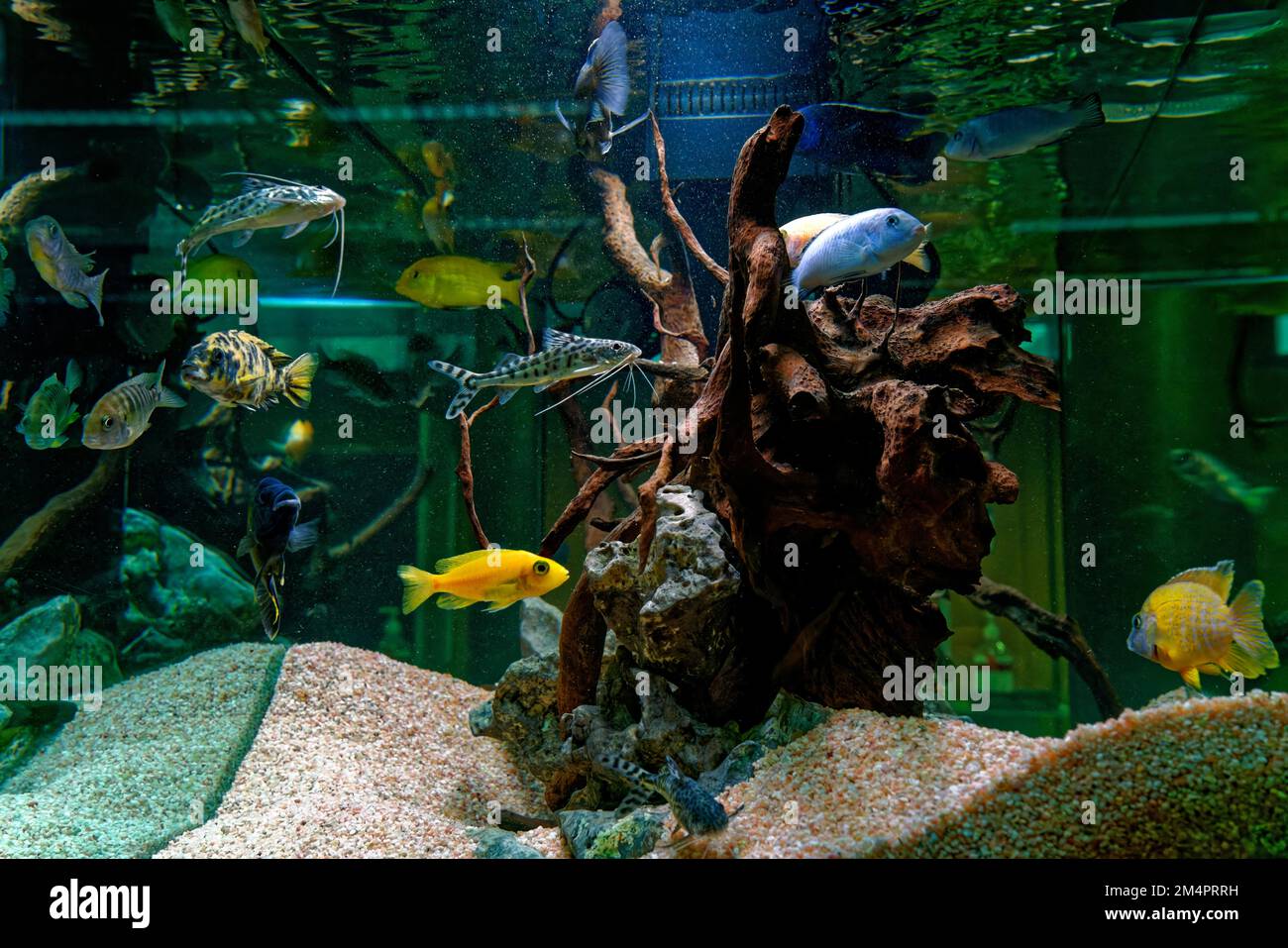 Exotic fish in an aquarium Stock Photo