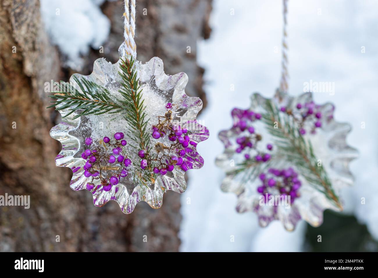 hanging ice decorations with bodinier's beautyberries and fir branches in winter garden Stock Photo