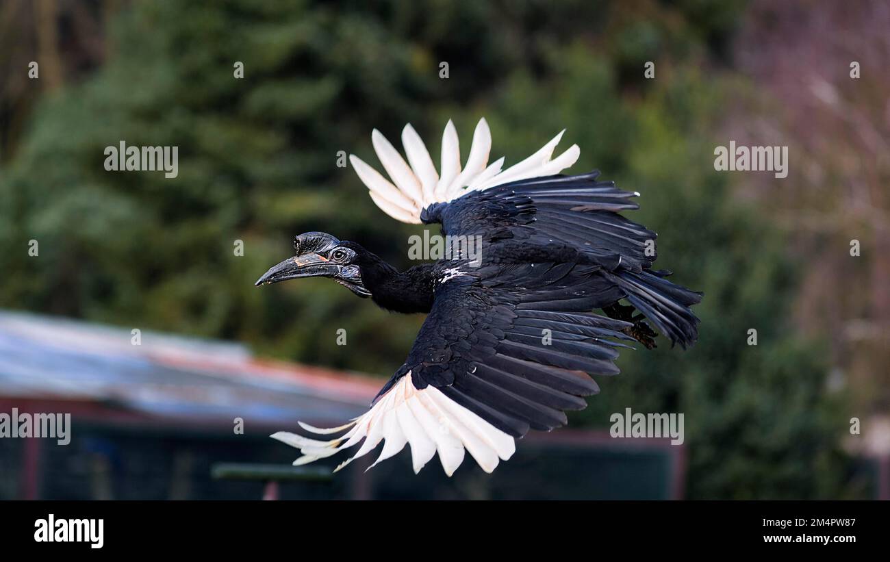 Northern ground hornbill (Bucorvus abyssinicus) flying during a flight show in the bird park, Weltvogelpark Walsrode, Lower Saxony, Germany Stock Photo