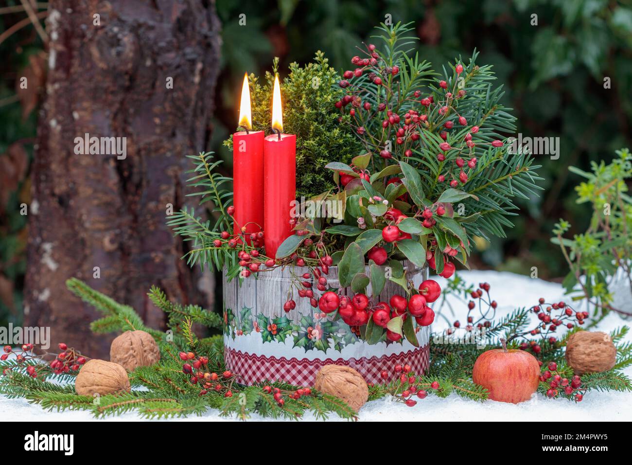 christmas decoration with red candles, gaultheria procumbens and coniferous in cookies box Stock Photo