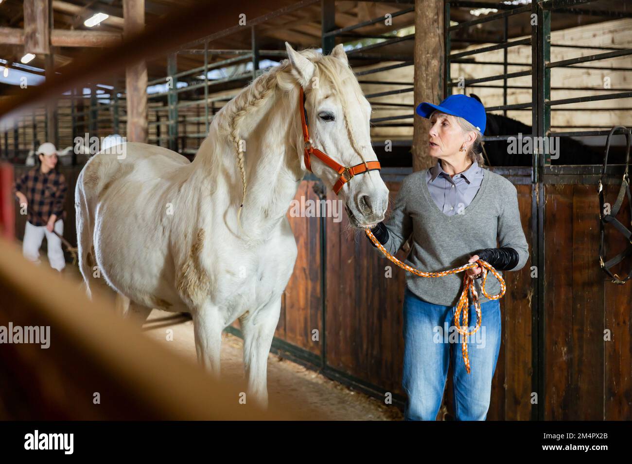 Elderly woman leading a white horse out of stable Stock Photo - Alamy