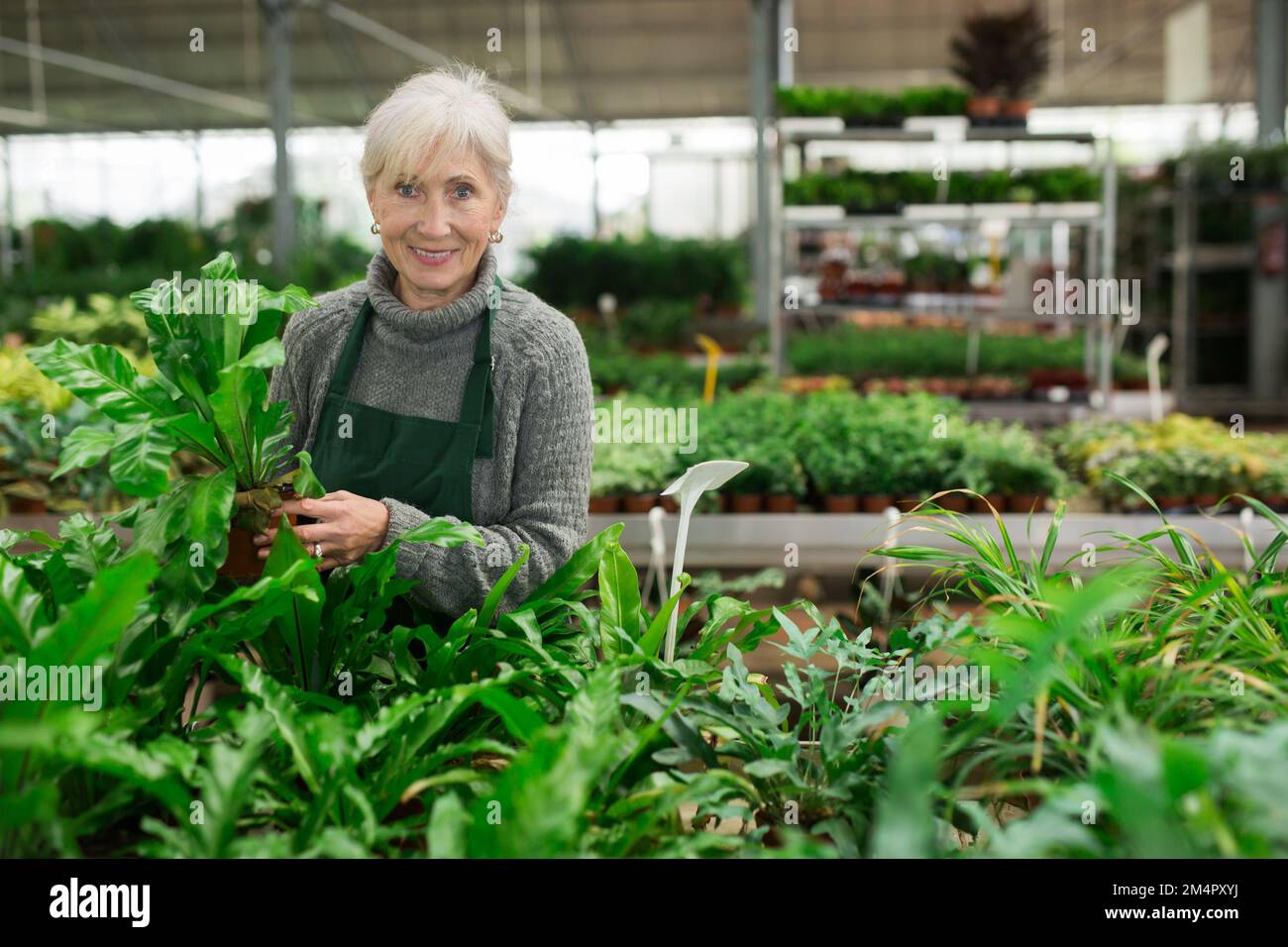 Senior woman in apron working in floral shop Stock Photo - Alamy