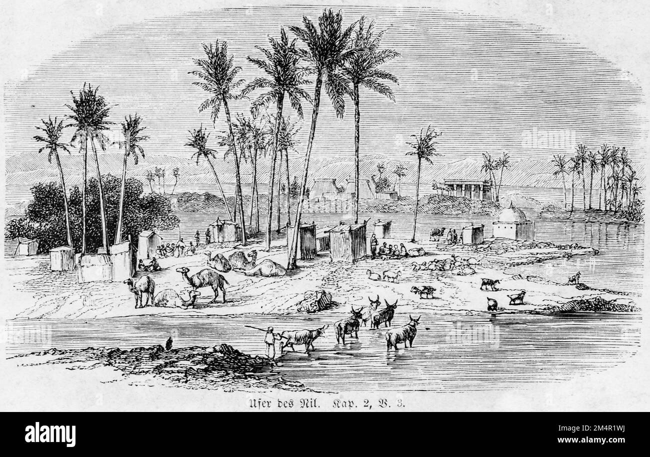 Bank of the Nile, Bible, Old Testament, Genesis, 2nd book of Moses, chapter 2, verse 3, bank, camels, cattle, village, palm trees, oasis, sheep Stock Photo