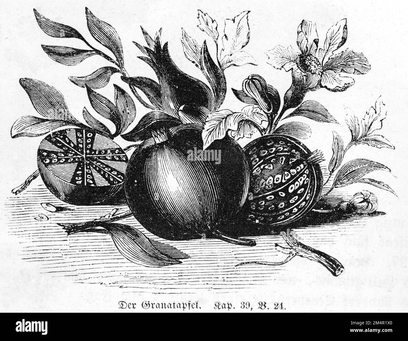 Pomegranate, Bible, Old Testament, Genesis, 2nd Book of Moses, Chapter 39, Verse 24, fruit, tropics, edible, halved, leaves, historical illustration Stock Photo