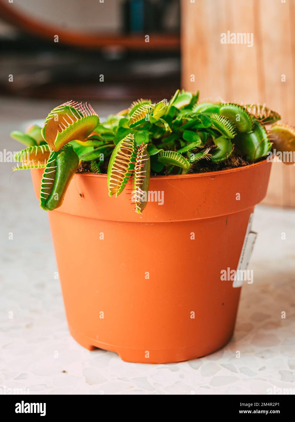 The vertical closeup view of a Venus flytrap plant in a flowerpot