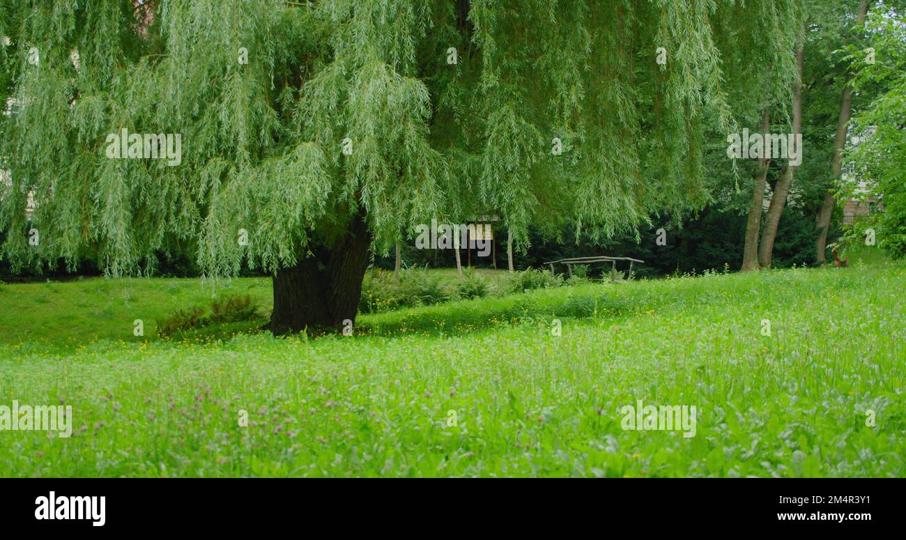 Beautiful nature background of spring lush landscape, green grass glade