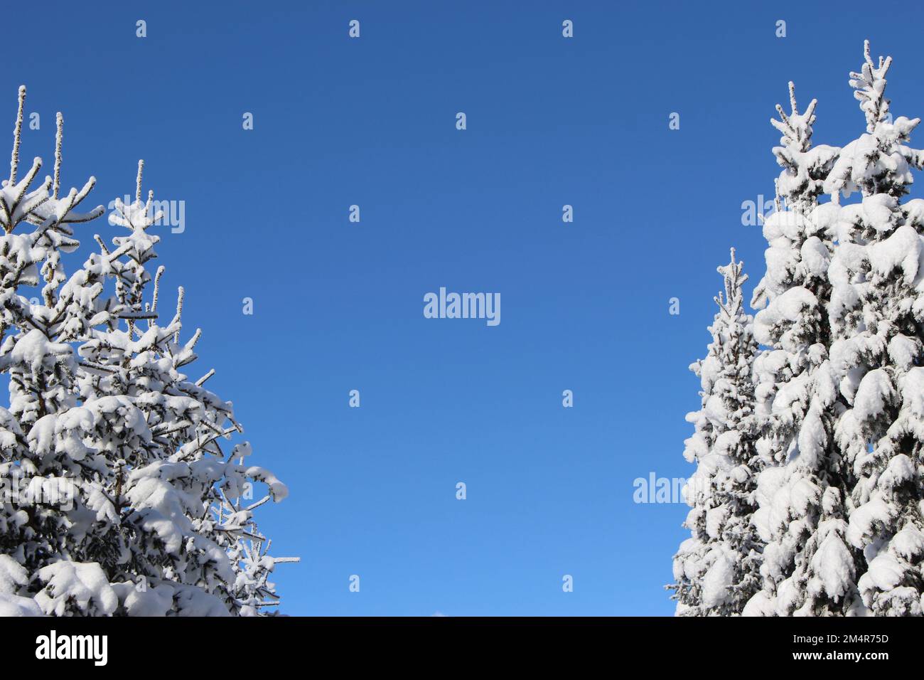 Winter wonderland natural winter background with crisp clear blue skies and tall snow covered evergreens framing the image & blank copy space between Stock Photo