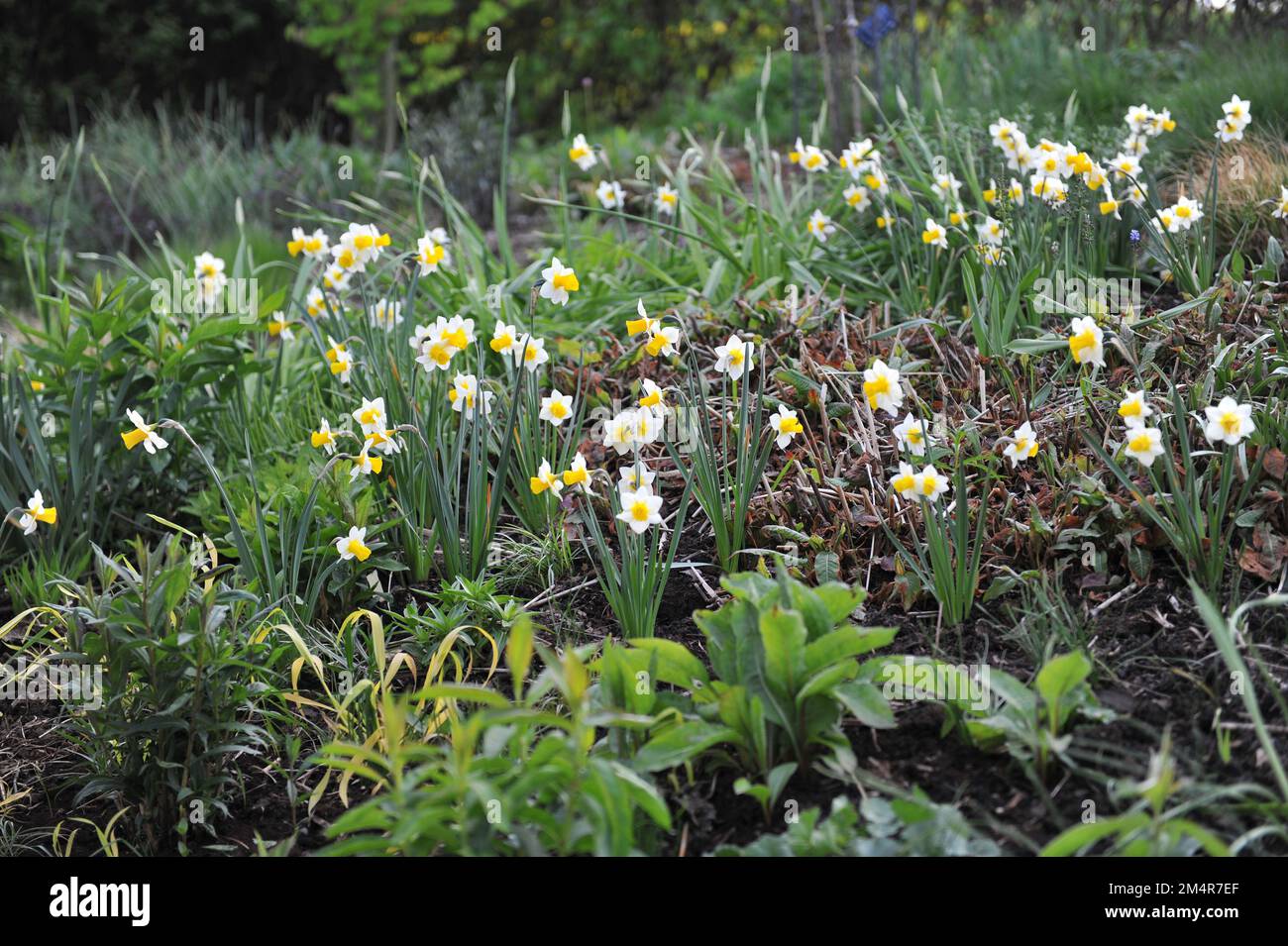 Yellow and white Jonquilla and Apodanthus daffodils (Narcissus) Golden Echo bloom in a garden in May Stock Photo