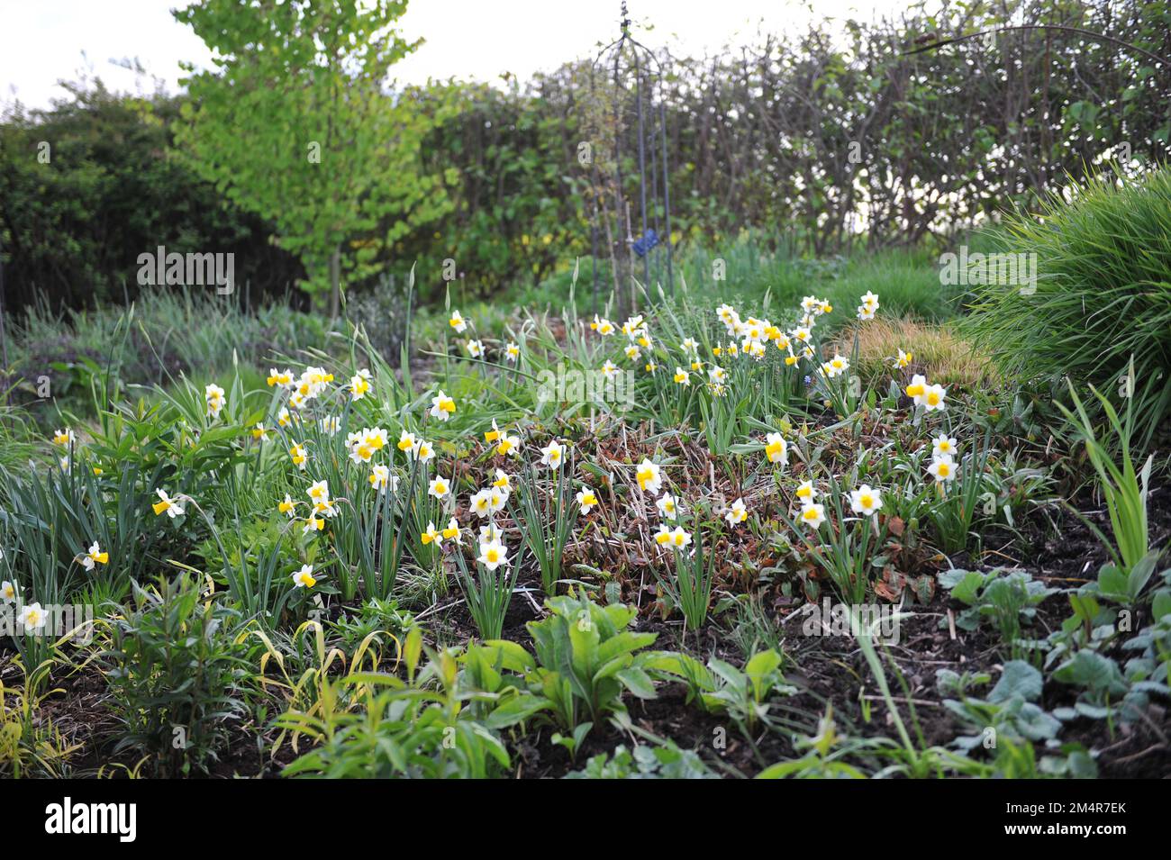 Yellow and white Jonquilla and Apodanthus daffodils (Narcissus) Golden Echo bloom in a garden in May Stock Photo