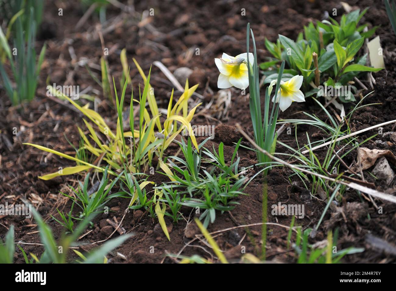 Yellow and white Jonquilla and Apodanthus daffodils (Narcissus) Golden Echo bloom in a garden in April Stock Photo