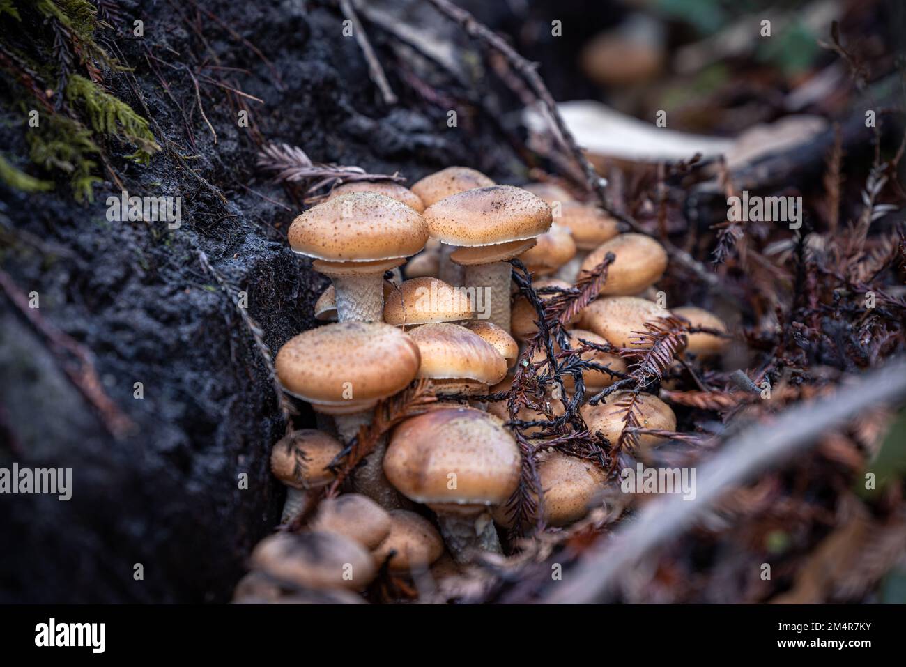 Armillaria mellea, the Honey Mushroom growing from a dead stump in the Santa Cruz mountains Stock Photo