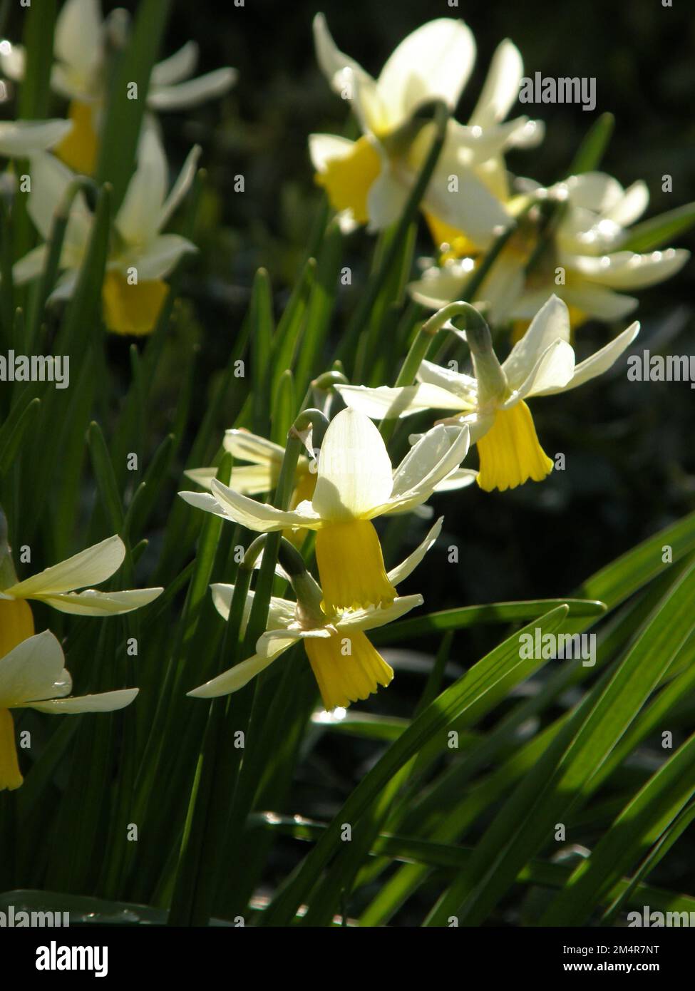 Yellow and white Cyclamineus daffodils (Narcissus) Jenny bloom in a ...