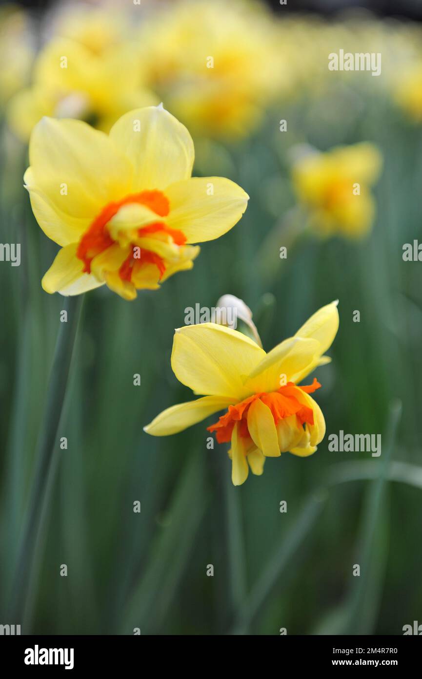 Yellow and orange Double daffodils (Narcissus) Jersey Torch bloom in a garden in April Stock Photo
