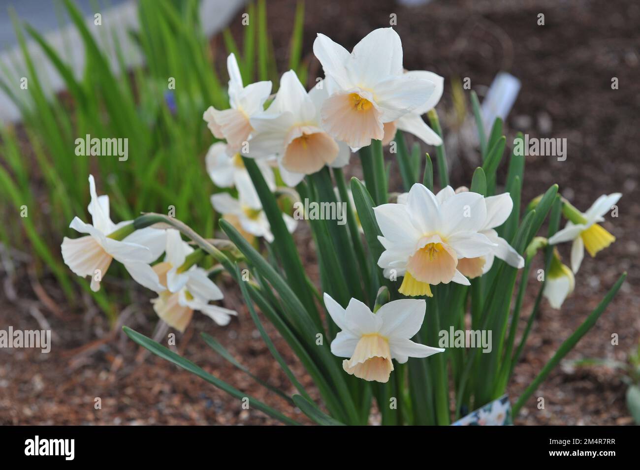 White and pink Triandrus daffodils (Narcissus) Katie Heath bloom in a garden in May Stock Photo