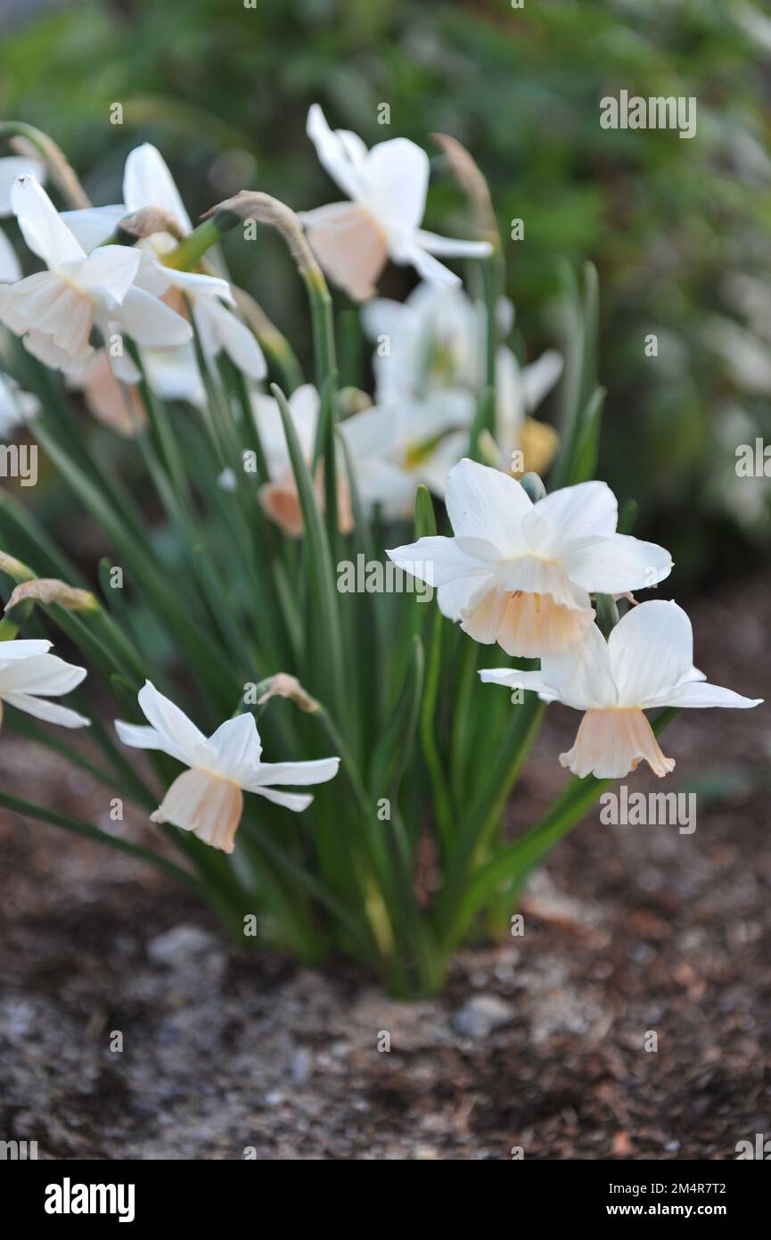 White and pink Triandrus daffodils (Narcissus) Katie Heath bloom in a garden in May Stock Photo