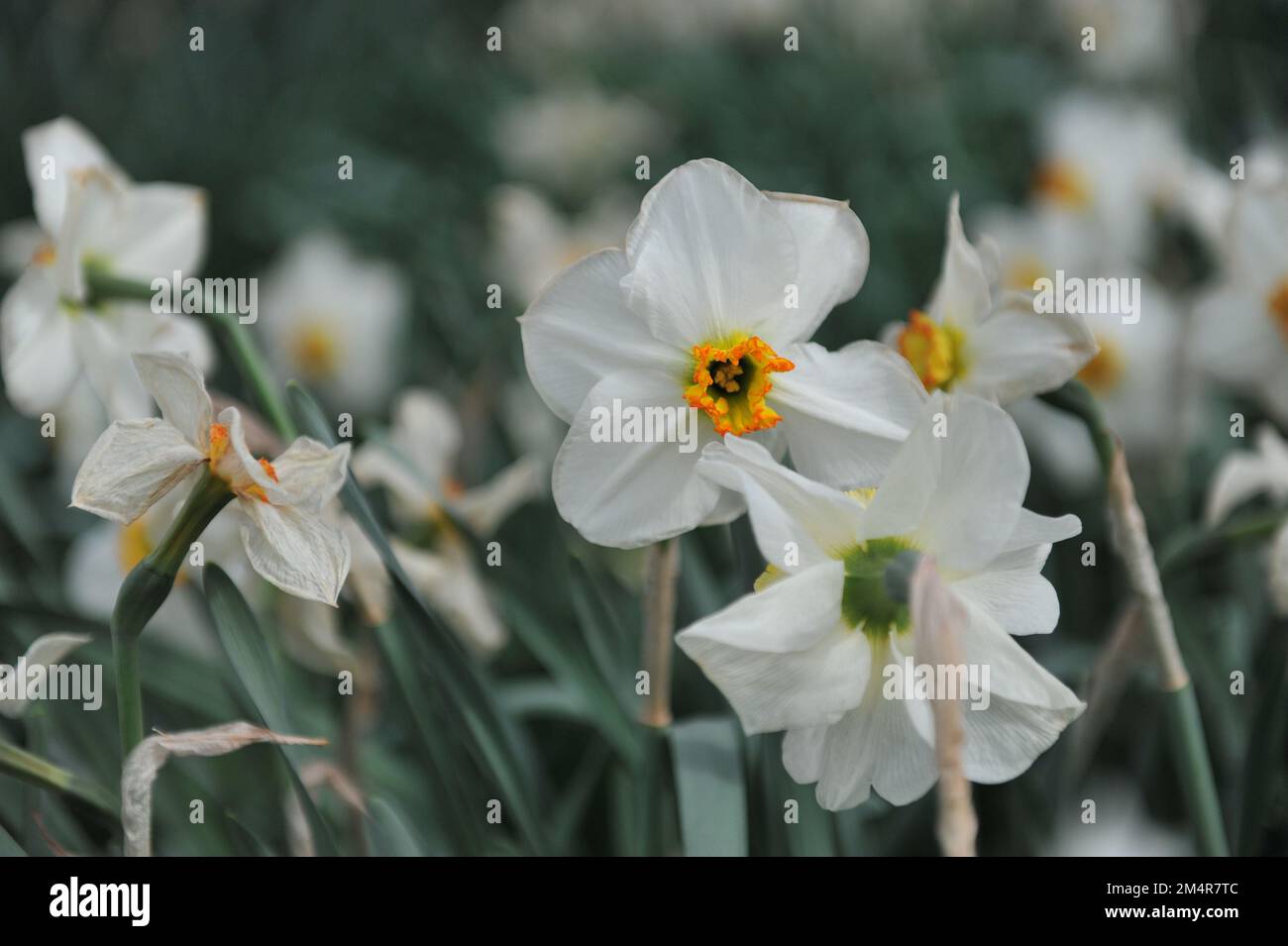 White and yellow Small-Cupped daffodils (Narcissus) Lancaster bloom in a garden in April Stock Photo