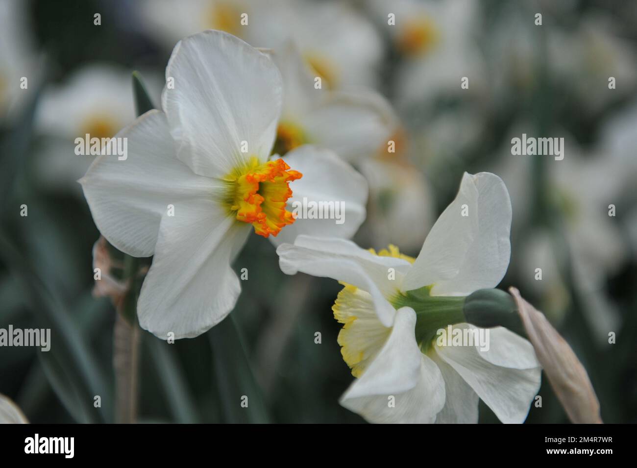 White and yellow Small-Cupped daffodils (Narcissus) Lancaster bloom in a garden in April Stock Photo