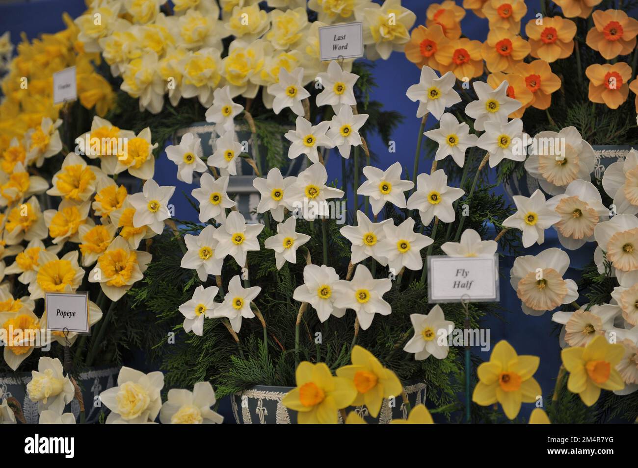 A bouquet of white and yellow Small-Cupped daffodils (Narcissus) Last Word on an exhibition in May Stock Photo