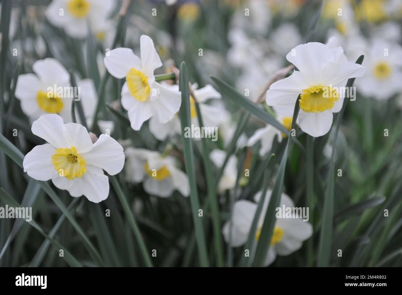 White and yellow Small-Cupped daffodils (Narcissus) Loth Lorien bloom in a garden in April Stock Photo