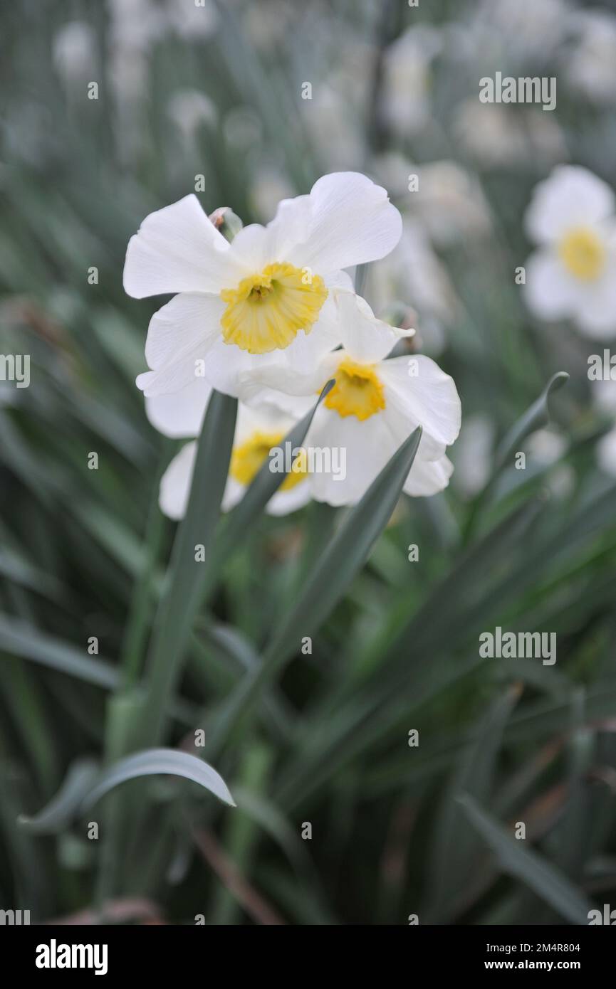 White and yellow Small-Cupped daffodils (Narcissus) Loth Lorien bloom in a garden in April Stock Photo
