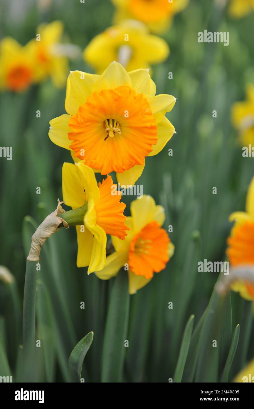 Orange and yellow LargeCupped daffodils (Narcissus) Loveday bloom in a