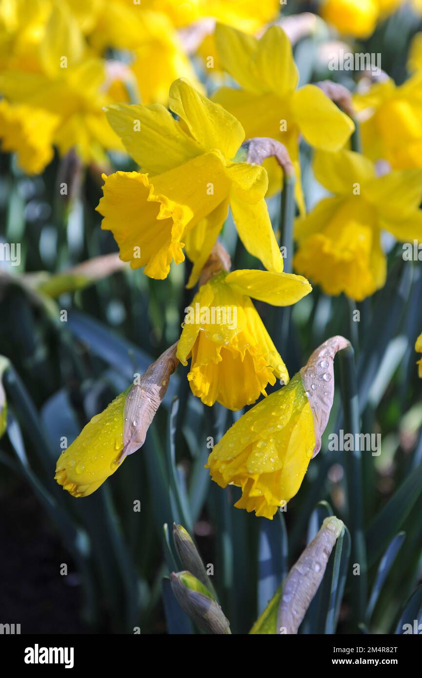 Yellow Trumpet daffodils (Narcissus) Marieke bloom in a garden in April Stock Photo