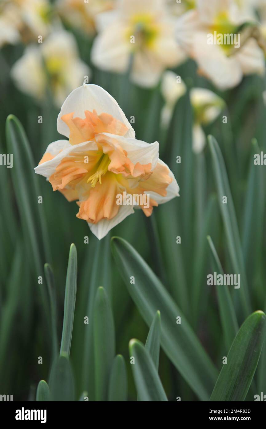 White and pink split-cupped Collar daffodils (Narcissus) Mary Gay Lirette bloom in a garden in April Stock Photo