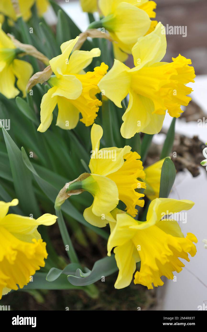 Yellow Trumpet daffodils (Narcissus) Momus bloom in a garden in April Stock Photo