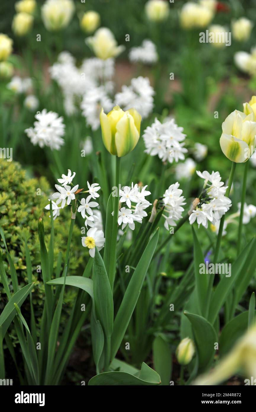 Paper-white species daffodils (Narcissus papyraceus) bloom in a garden in April Stock Photo