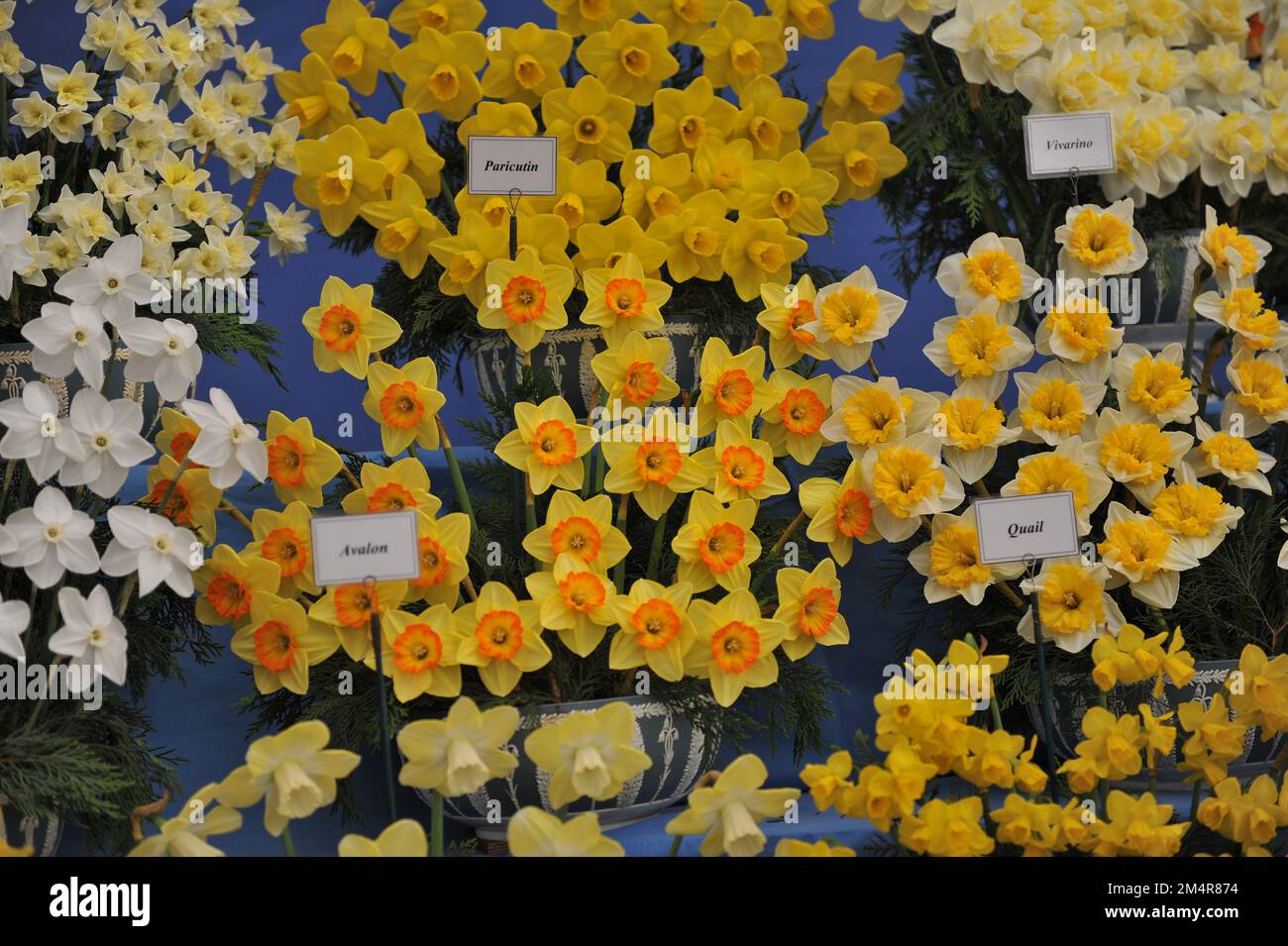 A bouquet of yellow and orange Large-Cupped daffodils (Narcissus) Paricutin on an exhibition in May Stock Photo