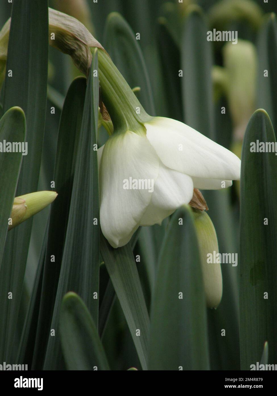 White Small-Cupped daffodils (Narcissus) Park Springs bloom in a garden in March Stock Photo