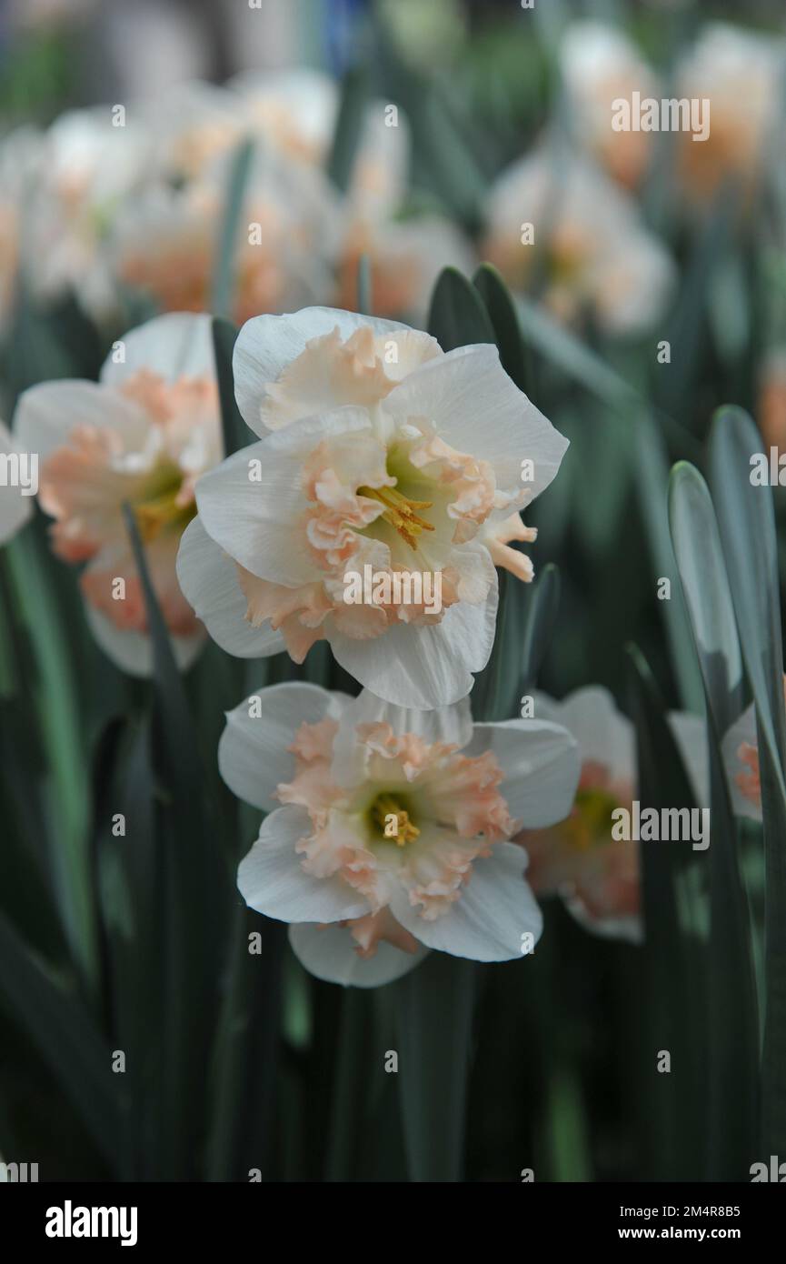 White and pink split-cupped Collar daffodils (Narcissus) Pink Wonder bloom in a garden in April Stock Photo