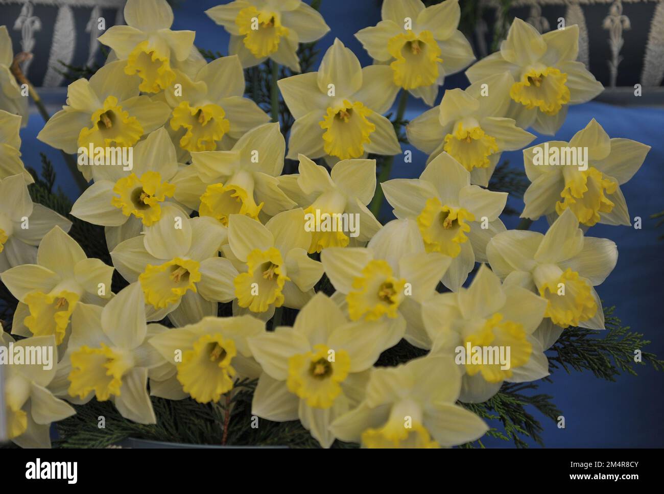 A bouquet of yellow Trumpet daffodils (Narcissus) Pistachio on an exhibition in May Stock Photo