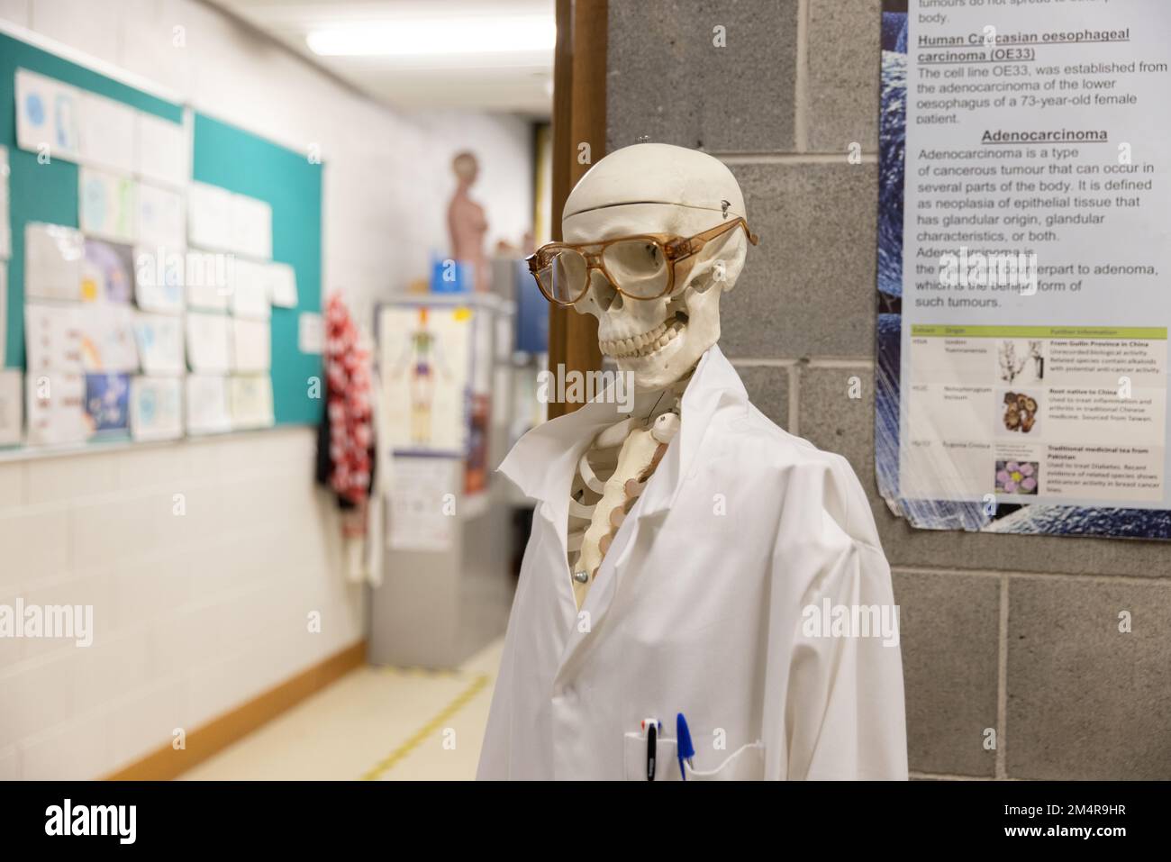 A skeleton standing outside a lab dressed in a lab coat and safety goggles. Stock Photo