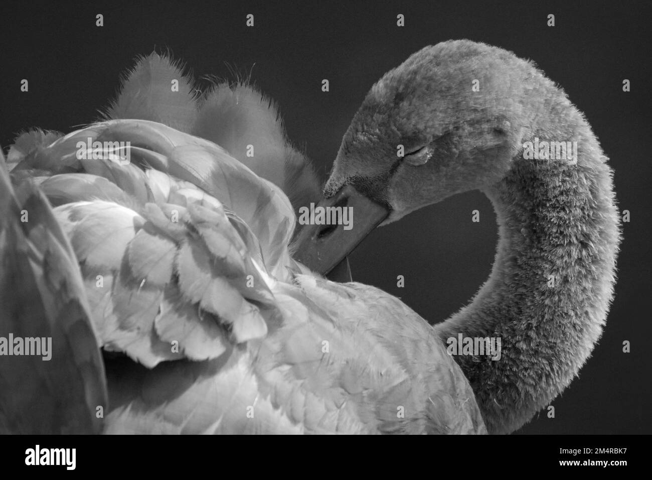 A greyscale closeup shot of a swan Stock Photo